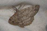 Hypomecis punctinalis
