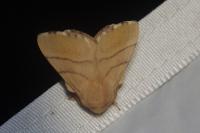 Malacosoma neustria