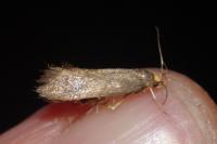 Crassa unitella