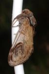 Notodonta ziczac