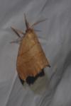 Falcaria lacertinaria