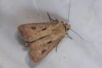 Agrotis exclamationis