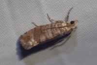 Clavigesta sylvestrana