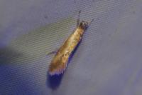 Batia lunaris
