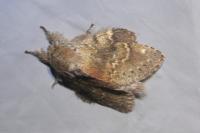 Stauropus fagi