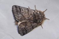 Thaumetopoea pityocampa