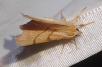 Ennomos erosaria