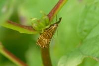 Chrysocrambus linetella