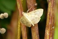 Patania ruralis
