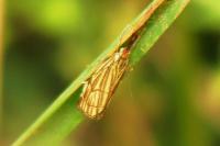 Chrysocramboides craterellus