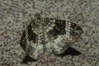 Epirrhoe alternata