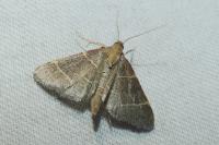 Hypsopygia glaucinalis