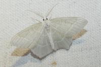 Jodis lactearia