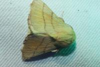 Malacosoma neustria