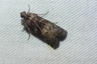 Phycita roborella