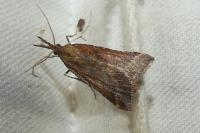 Synaphe punctalis