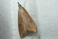 Udea ferrugalis