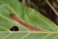 Phyllonorycter klemannella