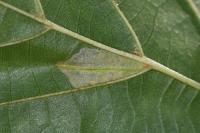 Phyllonorycter rajella