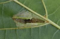 Phyllonorycter rajella