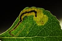 Stigmella trimaculella
