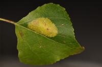 Phyllonorycter comparella