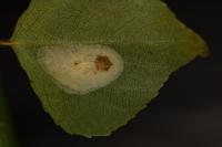Phyllonorycter comparella