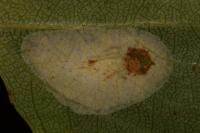 Phyllonorycter comparella