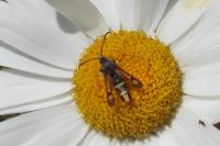 Pyropteron chrysidiforme