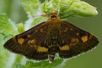 Pyrausta aurata