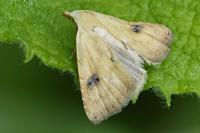 Rivula sericealis