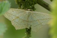 Timandra comae