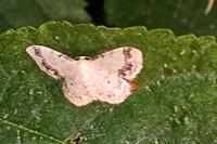 Idaea trigeminata