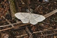 Idaea deversaria