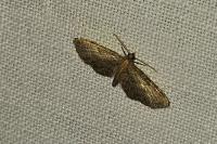 Eupithecia haworthiata