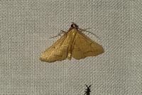 Endotricha flammealis