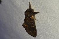 Notodonta dromedarius