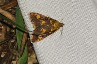 Pyrausta aurata