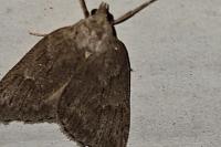 Pachycnemia hippocastanaria