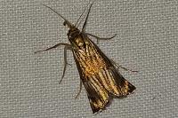 Chrysocrambus linetella