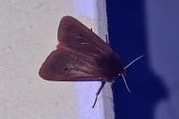 Phragmatobia fuliginosa