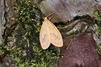 Miltochrista miniata