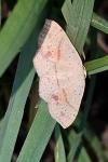 Cyclophora punctaria