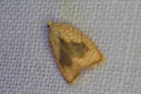 Acleris forsskaleana