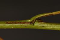 Phyllocnistis extrematrix