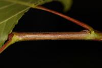 Phyllocnistis extrematrix
