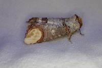 Phalera bucephala