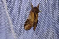 Notodonta ziczac