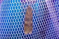 Nomophila noctuella