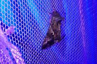 Autographa gamma